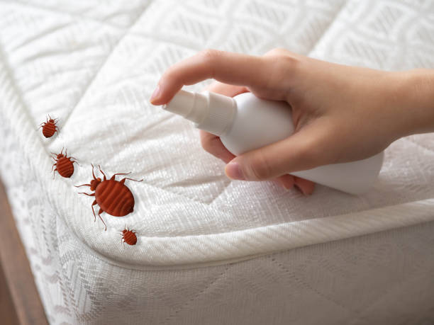 Best Organic or Eco-Friendly Pest Control  in Rocky Point, WA